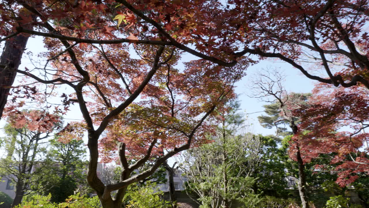grupo de arces japoneses en un templo en tokio, el sol de la tarde se refleja en sus hojas creando un paisaje único