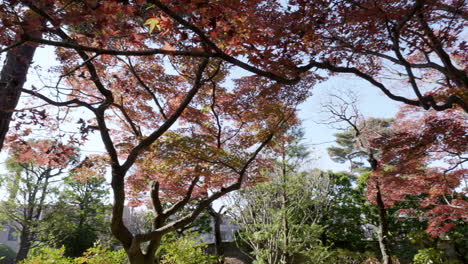 Group-of-Japanese-maples-in-a-temple-in-Tokyo,-the-evening-sun-reflects-on-their-leaves-creating-a-unique-landscape