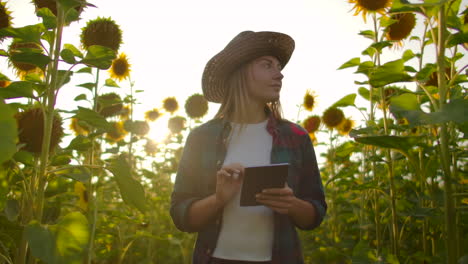 Bäuerin-Nutzt-Moderne-Technologie-Auf-Dem-Feld.-Ein-Mann-Mit-Hut-Geht-Bei-Sonnenuntergang-In-Ein-Sonnenblumenfeld,-Hält-Einen-Tablet-Computer-In-Der-Hand,-Betrachtet-Die-Pflanzen-Und-Drückt-Mit-Seinen-Fingern-Auf-Den-Bildschirm.-Zeitlupe