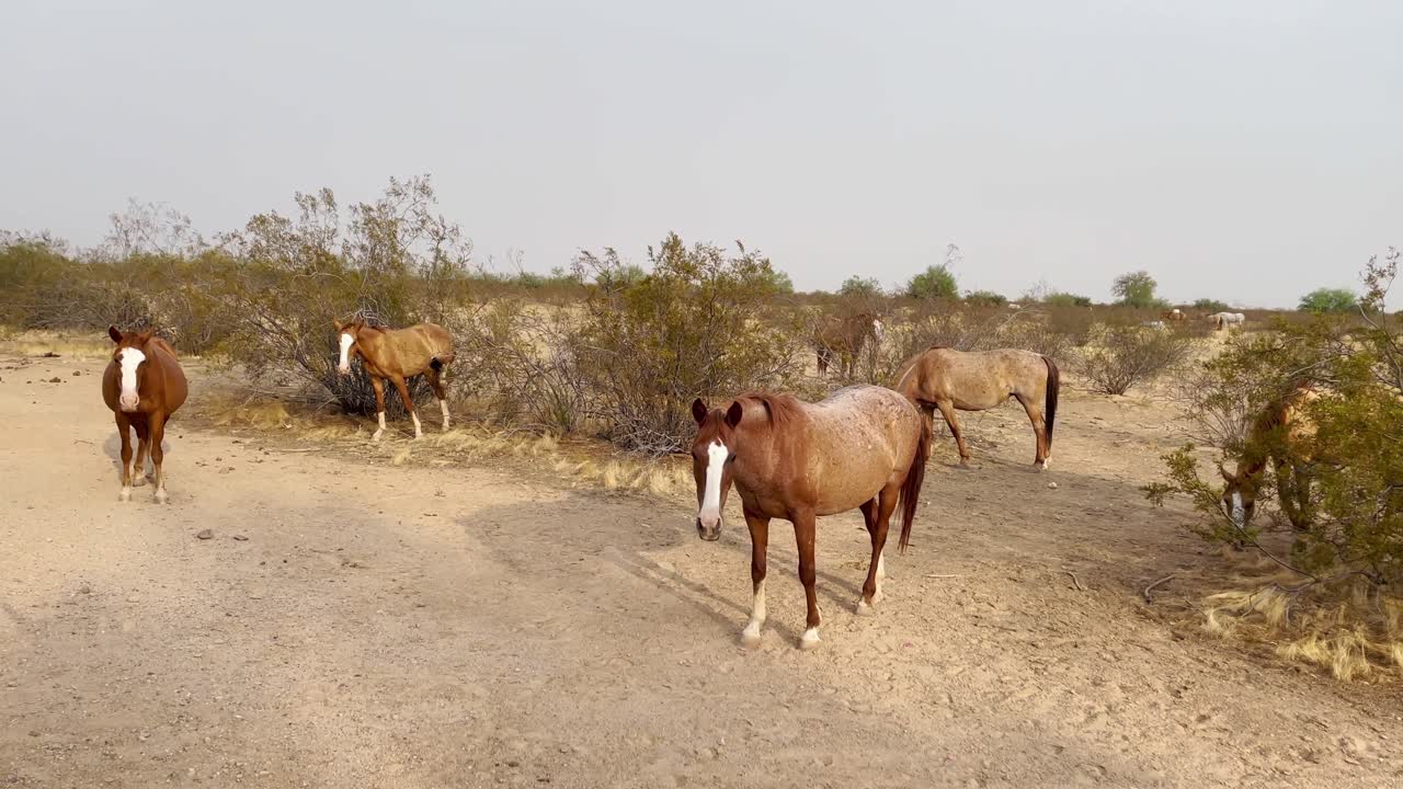 en la niebla de una pequeña manada de caballos salvajes, un caballo joven trabaja para sacar su pezuña de un matorral, desierto sonorense cerca de scottsdale, arizona