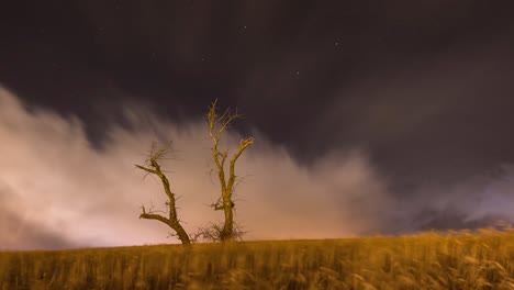 luna puesta en un cielo nublado con viento de tormenta de movimiento rápido en un campo de tierra agrícola de trigo tema dorado agricultura solo árbol en la granja en la noche estrellada cometa en el cielo vía láctea