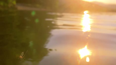 A mayfly floats on the water with sunset in background