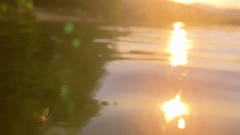 a mayfly floats on the water with sunset in background