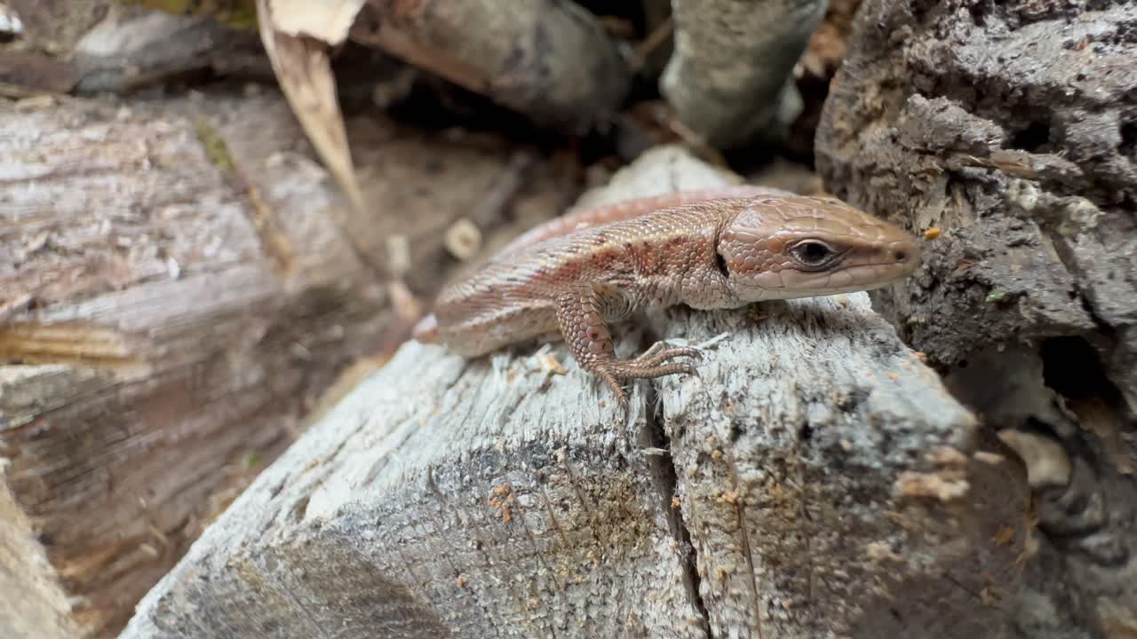 Close-up of a tongue flicking Common lizard (Zootoca vivipara) on a piece of wood.
