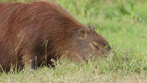 close up on adult capybara, hydrochoerus hydrochaeris, eating grass in ibera wetlands