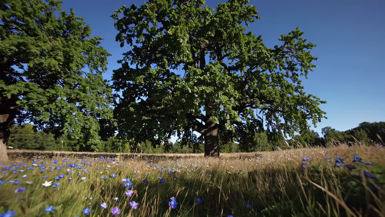Video grandangolare che riprende un prato sereno con fiori selvatici e un grande albero sotto un cielo azzurro limpido.
