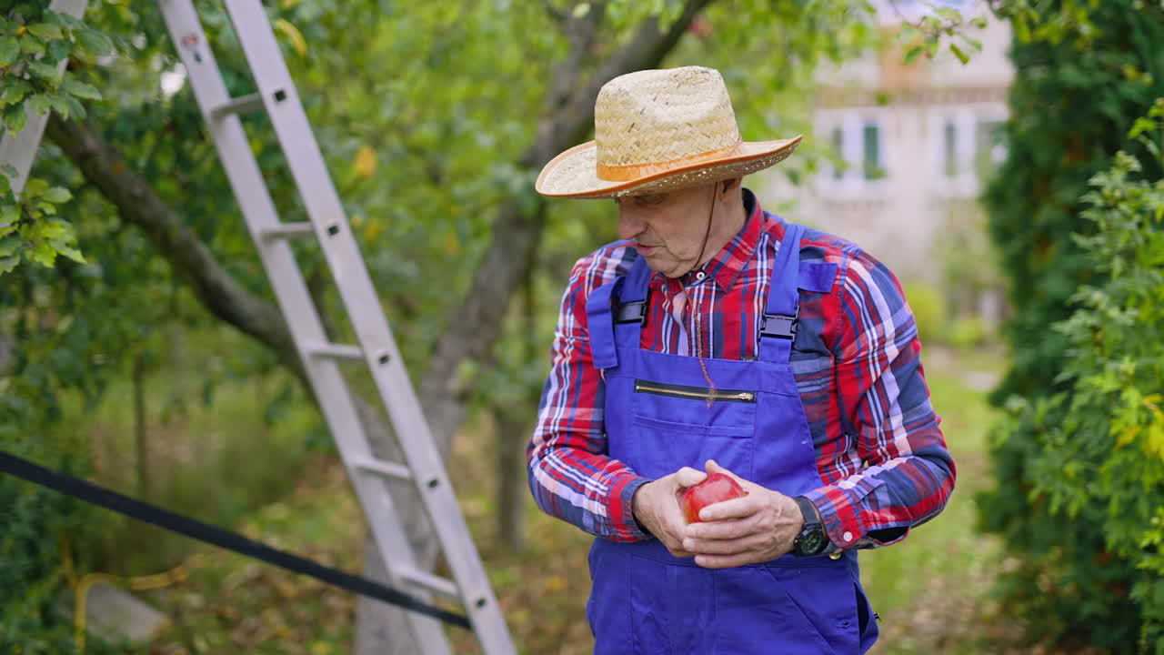 Farmer man working with fresh fruits and baskets. Garden apples harvesting into baskets.