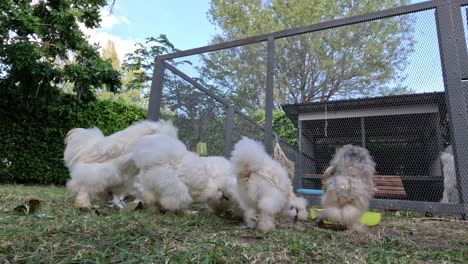 un rebaño de pollos sedosos en un patio.