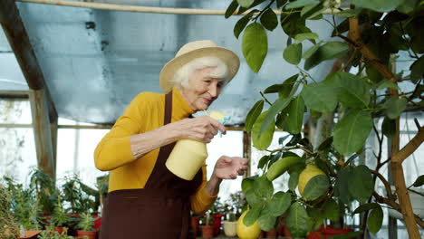 senior woman watering lemon tree in greenhouse