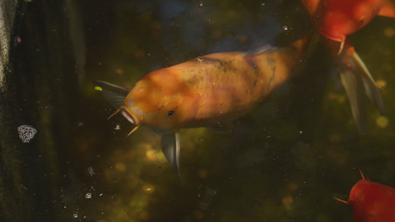 кой-рыба, плавающая в пруду сквозь фильтрованный солнечный свет