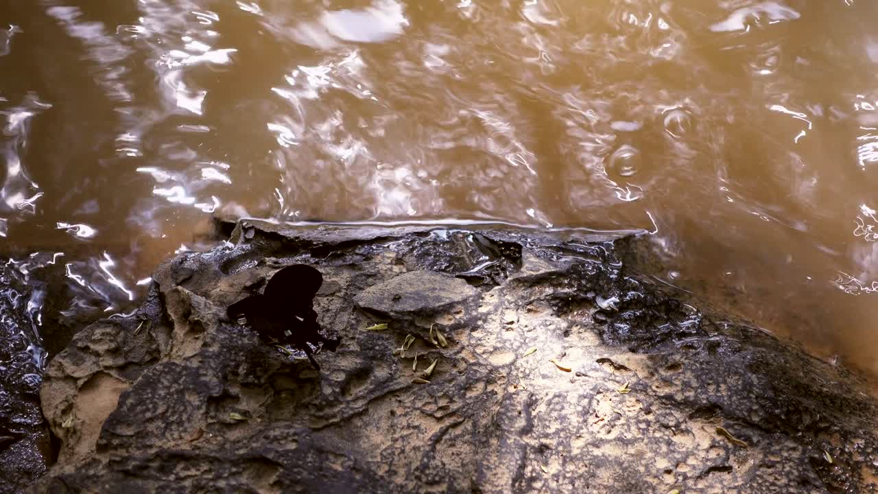 폭포 근처 의 소금 토양 을 먹는 나비