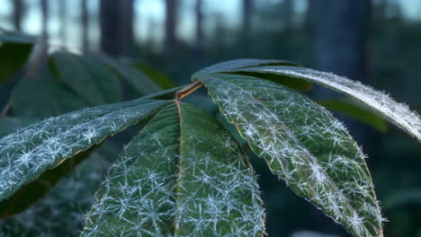 frosty leaves in winter