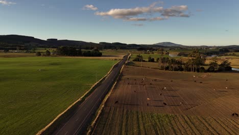 aerial view of grazing cows on field in tasmania during golden hour