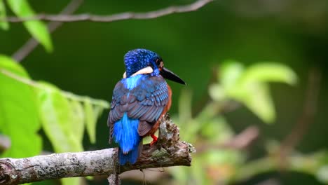 El-Martín-Pescador-De-Orejas-Azules-Es-Un-Pequeño-Martín-Pescador-Que-Se-Encuentra-En-Tailandia-Y-Es-Buscado-Por-Los-Fotógrafos-De-Aves-Debido-A-Sus-Hermosas-Orejas-Azules,-Ya-Que-También-Es-Un-Pájaro-Lindo-Para-Observar