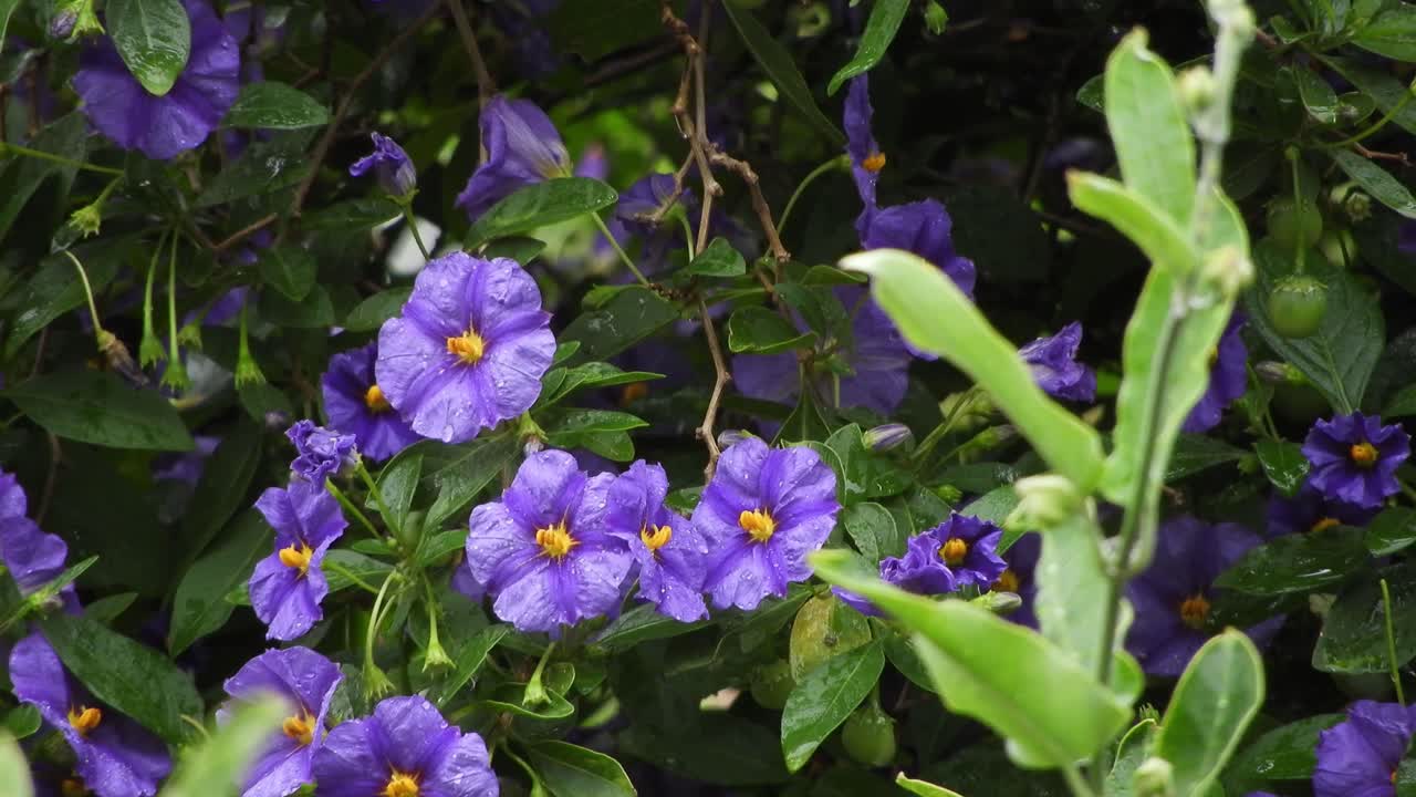 bonitas flores violetas y violetas profundas con hojas de color verde esmeralda y gotas de lluvia durante un día lluvioso