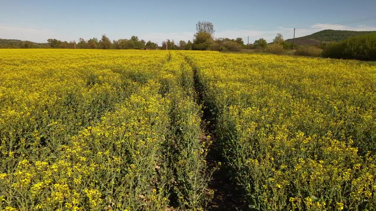 Un sentiero vivace attraversa un vasto campo di fiori di colza gialli sotto un cielo azzurro e limpido in primavera