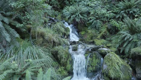 small stream running down in between moss covered rocks and ferns in rees dart track, new zealand