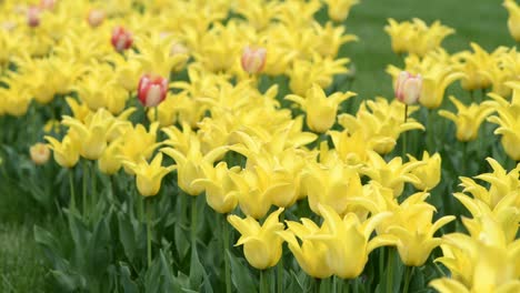 field of yellow and red tulips