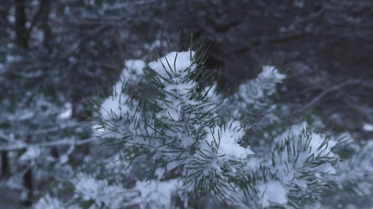 Close up or closeup footage of a pine branch covered in thick white and fluffy snow during a winter cloudy day while footage spins around it slowly. Pine needles are green and forest in the background