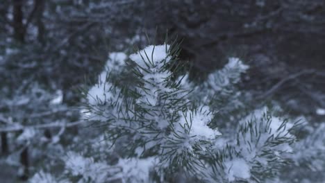 close up or closeup footage of a pine branch covered in thick white and fluffy snow during a winter cloudy day while footage spins around it slowly. pine needles are green and forest in the background