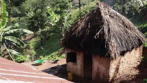 rural house in uganda with palm jungle behind, handheld