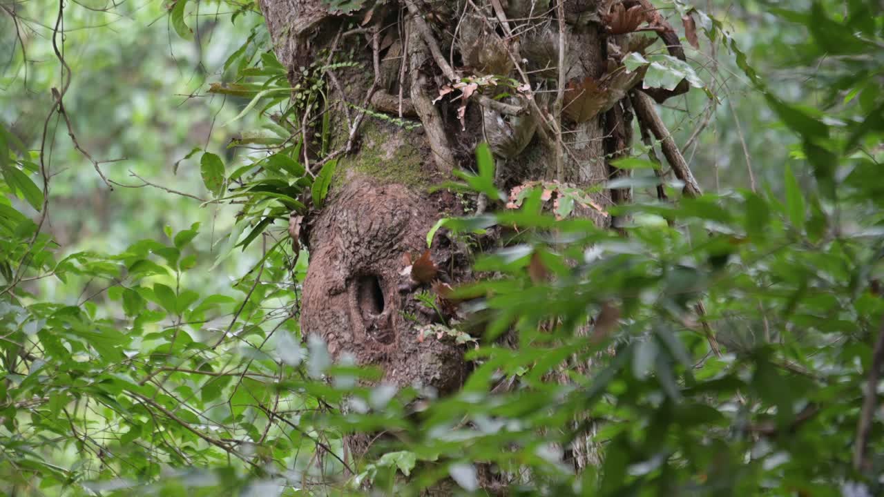 la madre llega para llevar comida a sus crías, el antracoceros albirostris, de tailandia.