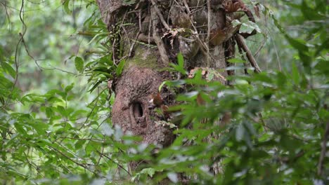 La-Madre-Pájaro-Llega-Para-Llevar-Comida-A-Sus-Polluelos,-Cálao-Oriental-Antracoceros-Albirostris,-Tailandia