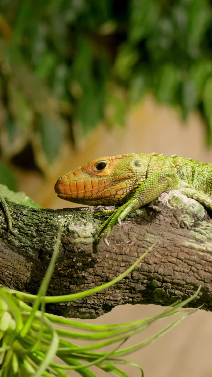 La lucertola caimano poggiata su un ramo in un lussureggiante habitat tropicale