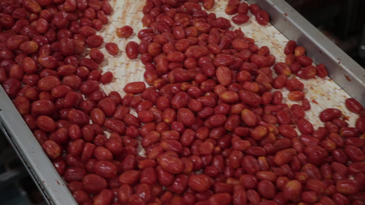 línea de producción de tomates: tomates procesados en una fábrica, estados unidos