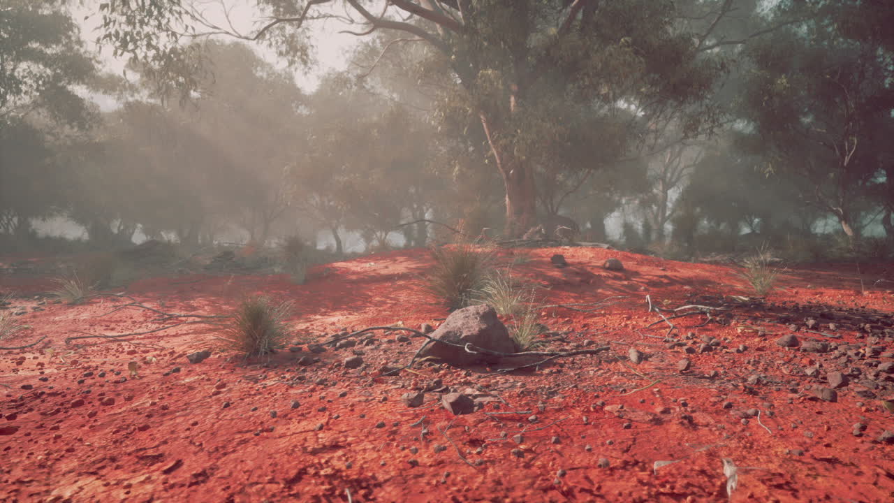 bosque de niebla con tierra roja