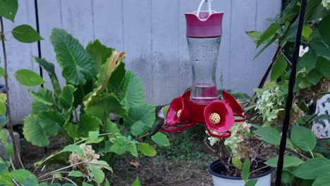 Two hummingbirds at feeder in garden
