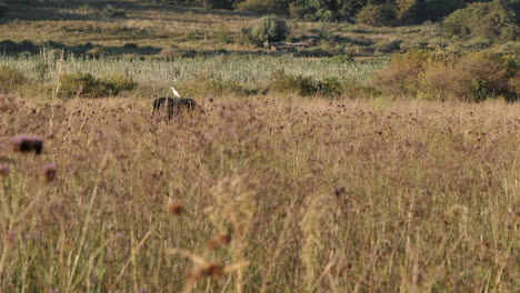 Silberreiher-Landet-Auf-Dem-Rücken-Eines-Afrikanischen-Büffels,-Der-Im-Hohen,-Trockenen-Gras-Läuft