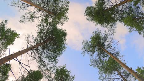 bottom view of pine trees swaying in a strong wind.