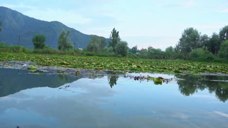 cruising on dal lake in srinagar with a floating mass of green aquatic weeds