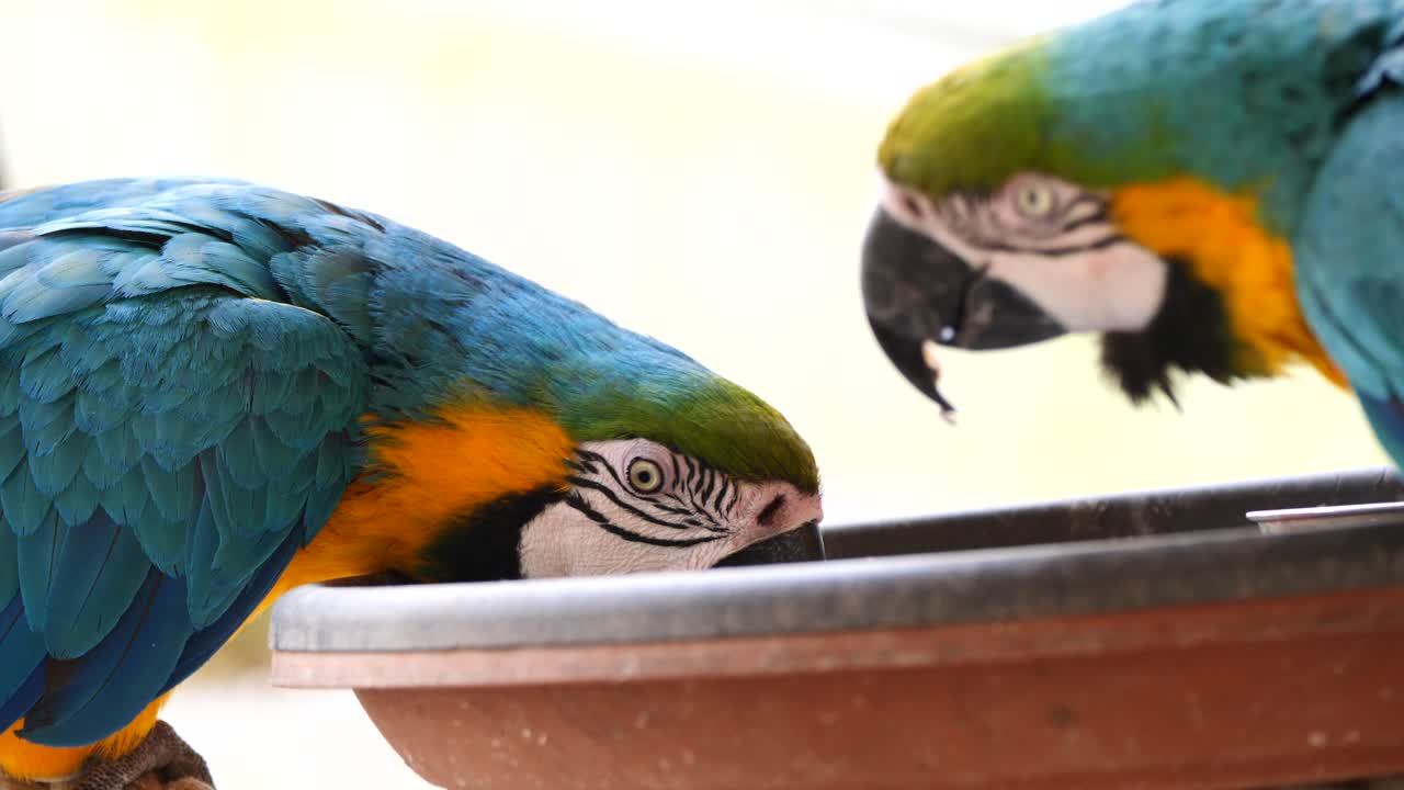 primer plano de dos loros ara comiendo semillas de girasol de un tazón en el zoológico durante el día soleado al aire libre