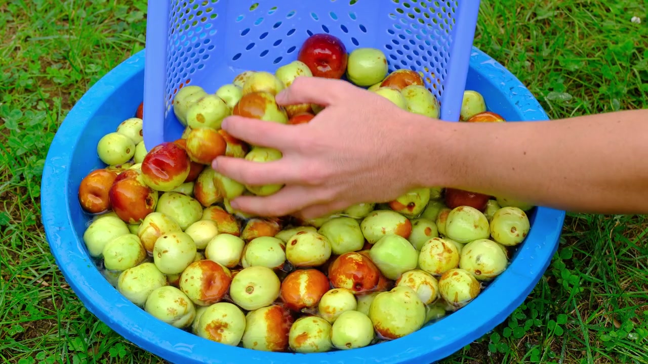 Mani che trasferiscono giuggiole biologiche appena lavate da una bacinella d'acqua a uno scolapasta per farle scolare