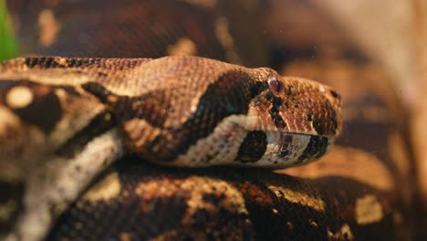 Close-up-view-of-Eunectes-murinus