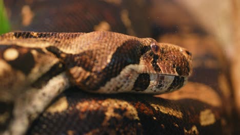 유네크테스 무리누스 (eunectes murinus) 의 근접 사진