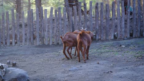 playful fighting group of baby goats