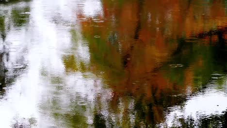 slow motion shot of the rain, rain falling on the water in the pond with colorful reflection of maple trees, 4k footage, natural and environment background concept.