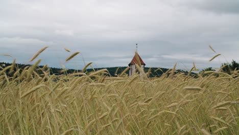 church tower in wheat field