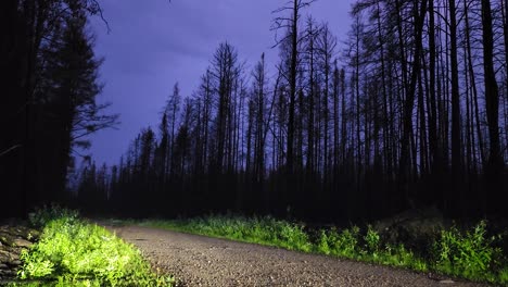 Un-Relámpago-Parpadea-En-El-Cielo-Con-Un-Camino-De-Tierra-En-Un-Bosque-Oscuro-En-Primer-Plano