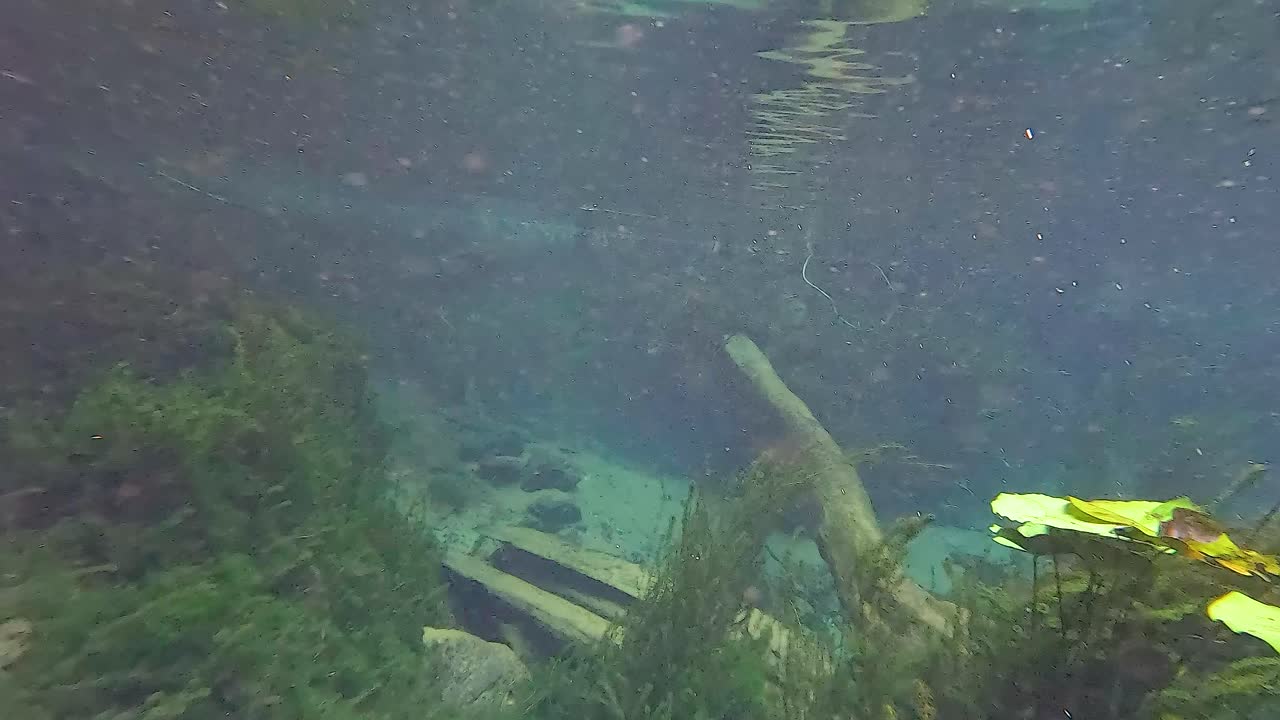 vista submarina de algas en un canal despejado