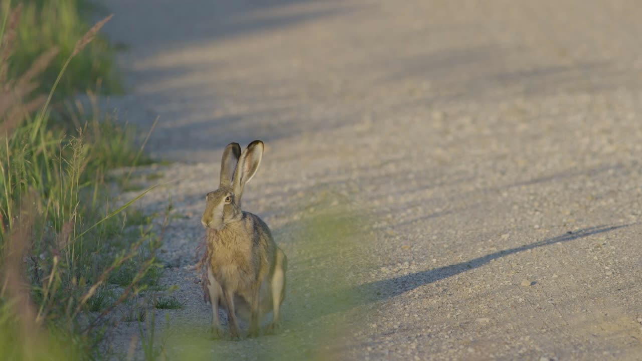 Wild hare running and eating on the road slow motion with big eyes