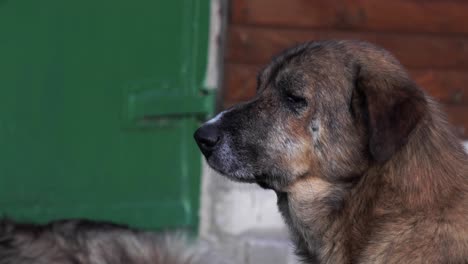 old stray dog lying and looking cure