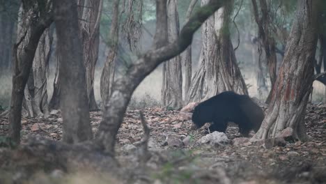 Una-Toma-Amplia-Siguiendo-A-Un-Oso-Perezoso-Mientras-Caminamos-Por-El-Bosque-En-El-Desierto-De-La-India