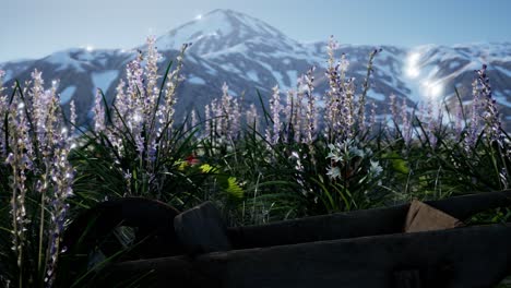 lavender field with blue sky and mountain cover with snow