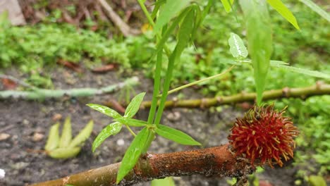 Hojas-Verdes-Después-De-La-Lluvia,-Naturaleza