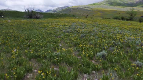 campo de flores silvestres amarillas en las impresionantes montañas de ogden, utah - paisaje aéreo