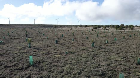 Vista-Aérea-De-Una-Nueva-Plantación-De-Algunos-árboles-De-Ericácea-Y-Calluna-Vulgaris-Para-Ayudar-En-La-Recolección-De-Agua-De-Lluvia,-Dron-Girando-Hacia-La-Derecha-Mostrando-Una-Extensión-De-La-Plantación,-4k,-60fps